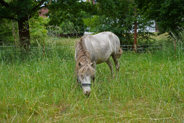 Shetland pony Fredo at pasture