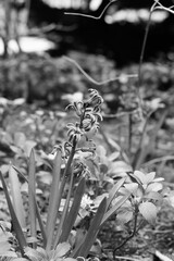 Fototapeta premium black and white flower 