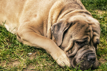 Cane Corso Italiano Brauner Hund 