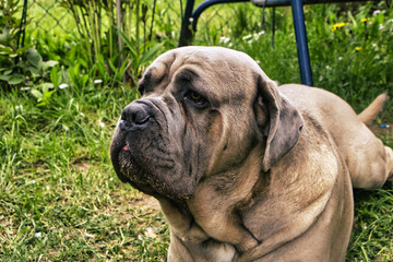 Obraz premium Cane Corso Italiano Brauner Hund 
