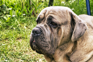 Cane Corso Italiano Brauner Hund 