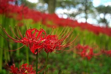 赤い彼岸花の群生
