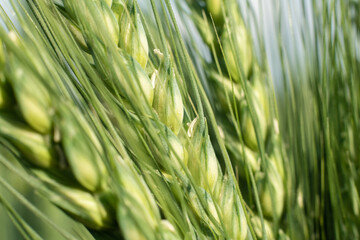 Wheat field harvest. cereal crop