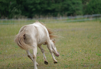Shetland pony Fredo at pasture