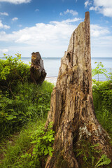  tree trunk with roots on the shores of the Baltic Sea