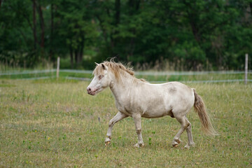 Shetland pony Fredo at pasture