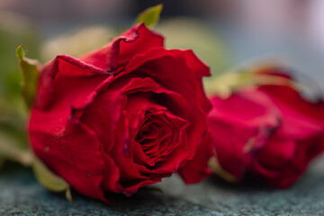 Fototapeta premium macro picture of a red rose