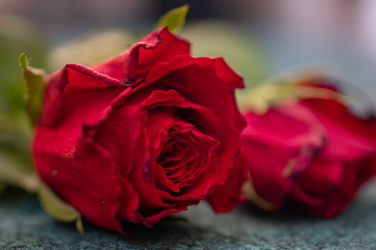 macro picture of a red rose