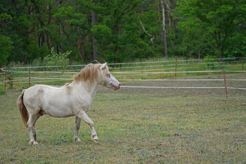 Shetland pony Fredo at pasture