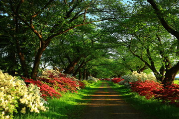 Naklejka premium 岩手県北上市 満開のツツジと夕焼けの夏の風景