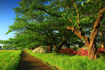 岩手県北上市　満開のツツジと夕焼けの夏の風景