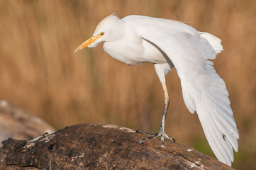 Cattle egret with wing out