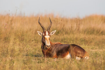 Blesbok resting on the savannah 