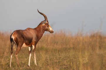 Blesbok in the savannah © Tyrone