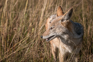 black backed jackal