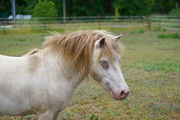 Shetland pony Fredo at pasture