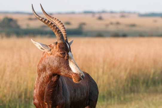 Blesbok looking at surroundings in the bush