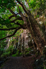 ニュージーランド　ノースランド地方のケリケリにあるレインボーフォールズ脇の崖