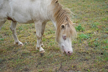 Shetland pony Fredo at pasture