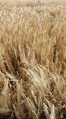 Yellow agriculture field with ripe wheat and blue sky with clouds over it.
