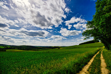 Grüne Feld Landschaft im Sommer