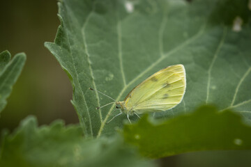 small cabbage white butterfly on a leaf, wallpaper