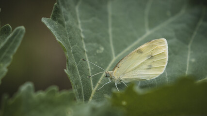 small cabbage white butterfly on a leaf, wallpaper