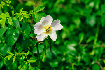 Weiße Blume mit einem Insekt 