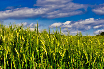 Weizen mit blauem Himmel in Hintergrund 