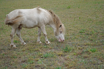 Shetland pony Fredo at pasture