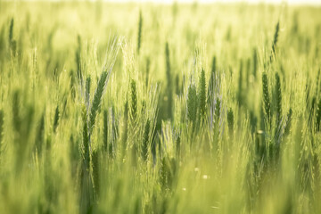 Wheat field harvest. cereal crop