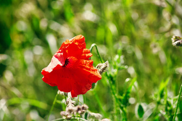Fototapeta premium Roter Mohn im Feld