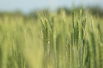 Wheat field harvest at sunset