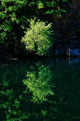 Baum Spiegelung im Wasser