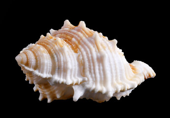 one sea shell isolated black background