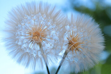 Obraz premium Beautiful two lush flowers dandelions on a background of clear blue sky. Close up of fluffy Dandelionon a blue background. Taraxacum Erythrospermum. Abstract nature background of Dandelion . 