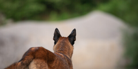 View from behind of a belgian malinois shepherd dog