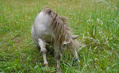 Shetland pony Fredo at pasture