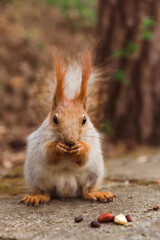 Red-gray squirrel eats various nuts close-up