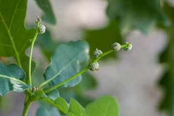 Young oak shoots on a tree branch, a young acorn. selective focus
