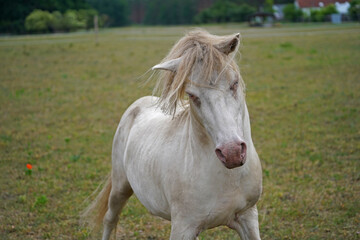 Shetland pony Fredo at pasture