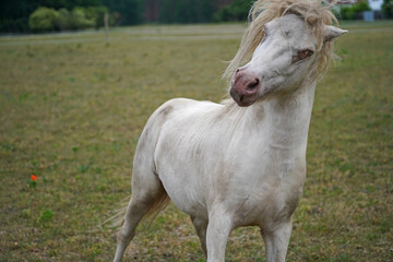 Shetland pony Fredo at pasture