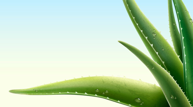 Aloe Vera Plant