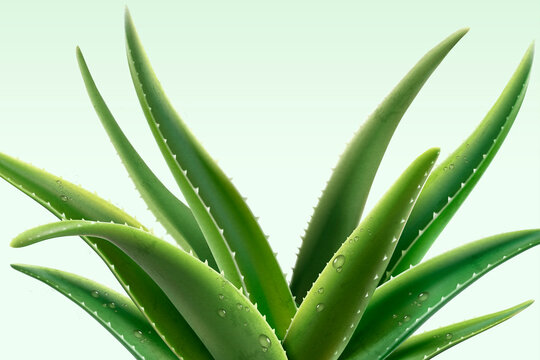 Aloe Vera Plant