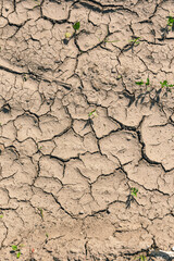 Susza, efekt globalnego ocieplenia, popękana ziemia, sucha gleba