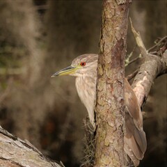 Juvenile Yellow Crowned Night Heron in Stealth Mode