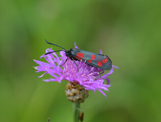 Sechspunkt Widderchen  auf Blume