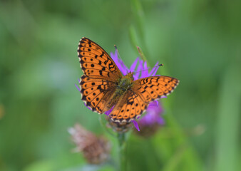Roter Scheckenfalter