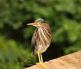 Fledgling Downy Headed Green Heron 