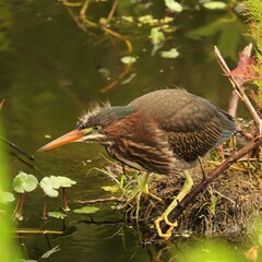 Fledgling Downy Headed Green Heron 